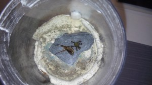 Les Lasius niger nourris au miel, Les colonies, fondations et gynes de Max