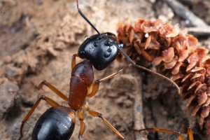 C. consobrinus, [Blog] Camponotus consobrinus et nigriceps