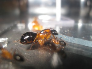 C.consobrinus, [Blog] Camponotus consobrinus et nigriceps