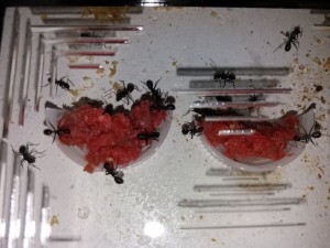 ADC Camponotus vagus 26/03/17, **Fin** [Blog] Camponotus vagus d'Harpeg