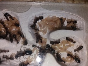 Couvain Camponotus barbaricus (1), **Fin**[Blog] Camponotus barbaricus d'Harpeg
