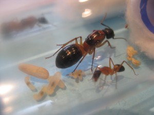 C.consobrinus, [Blog] Camponotus consobrinus et nigriceps