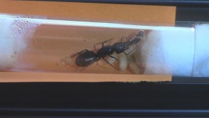 Petite trophallaxie entre la reine et sa première fille!, **Fin**[Blog] Les Camponotus vagus de Foxblue