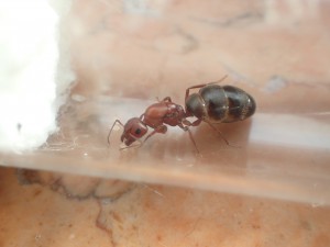 C. robecchii, [Blog] Camponotus (Myrmentoma) robecchii (Emery, 1892)
