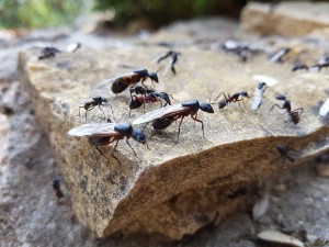 Paré au décollage!, Essaimage de Camponotus cruentatus