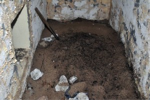 Photo du nid, Une colonie de fourmis a survécu des années dans un bunker