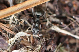 Serviformica, Les fourmis de la forêt de Fontainebleau (77)