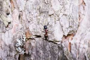 Major Camponotus ligniperdus, Les fourmis de la forêt de Fontainebleau (77)