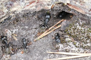 Nid de Camponotus vagus au soleil, Les fourmis de la forêt de Fontainebleau (77)