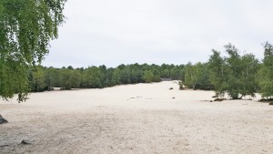 Forêt de Fontainebleau - mer de sable, Les fourmis de la forêt de Fontainebleau (77)