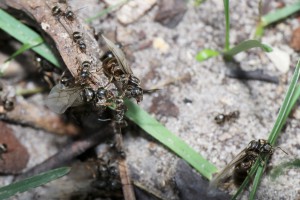 Essaimage de Lasius sp. victimes d'acariens, Les fourmis de la forêt de Fontainebleau (77)
