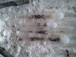 Une fois l'écorce enlevée, [Blog] Camponotus herculeanus de Haute-Savoie
