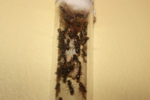 Raptiformica sanguinea monogyne, [Blog] Formica et Polyergus de Lenoil