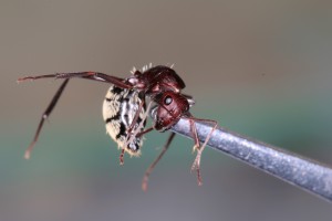 Media, [Blog] Camponotus detritus