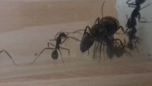 Camponotus dolendus, Les colonies de One_Xz