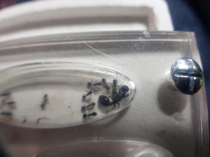 Photo3 Macro, [Messor sp.] Identification fourmis