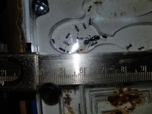 Reine 1cm, [Messor sp.] Identification fourmis