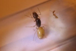 Camponotus turkestanus, La réserve de Ganzo_mizuki