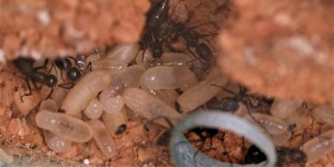 Couvain Camponotus vagus, [Blog] Les Camponotus vagus d'Heydax