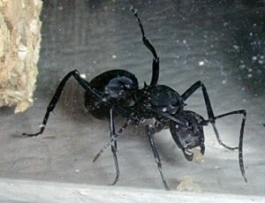 Fourmis_3, [Polyrhachis pressa] Grosse fourmi de Bali