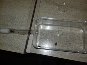 Les voici avec leur adc, [Blog] Camponotus vagus