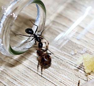 La gardienne rentrant l'araignée dans le tube, [Blog] Camponotus vagus