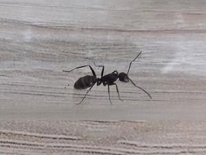 L'ouvrière qui garde l'entrée du nid, [Blog] Camponotus vagus