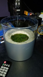 nid avec cache exterieur et mousse de sous-bois, Nid creusable dans un vase en verre (premier essai)