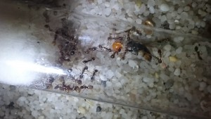 Miam miam une mouche, Biotope Aphaenogaster subterranea et Crematogaster scutellaris