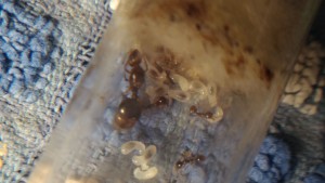 Image 1, [Blog] Mes Aphaenogaster subterranea
