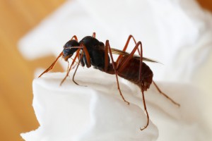Mâle Cataglyphis nodus (je crois) - sacré bestiau, pour un mâle -, Les fourmis de Rhodes