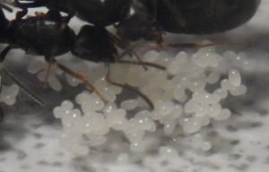 Détail des œufs., **Fin**[Blog] Suivi des Aphaenogaster subterranea, Tapinoma erraticum et autres Tetramorium sp..