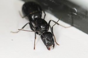 Gyne Camponotus foreli, [Blog] Les Camponotus foreli eaubonnaises