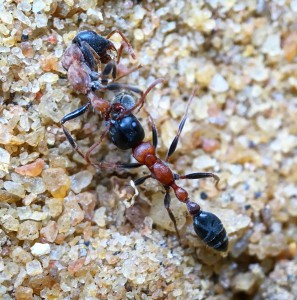 Tetraponera rufonigra, Les fourmis du Kerala (Inde)