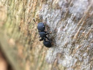Cataulacus sp., Les fourmis du Kerala (Inde)