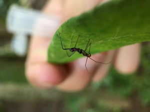 Insecte étrange, Les fourmis du Kerala (Inde)