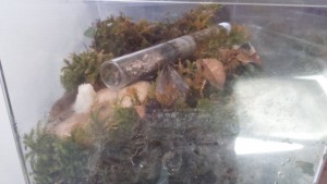Photo 1, Mini terrarium pour Apheanogaster