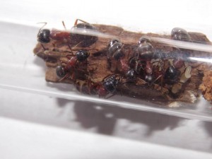Camponotus herculeanus, Suivi de mes premiers pas