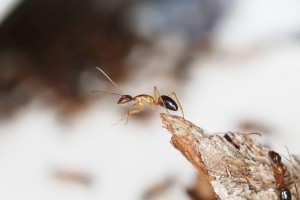 Camponotus pilicornis, [Blog] Les Camponotus pilicornis eaubonnaises