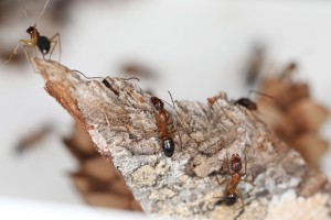 Trio de Camponotus pilicornis, [Blog] Les Camponotus pilicornis eaubonnaises
