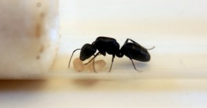 profil2, [Camponotus vagus] Gyne trouvée en démontant une cabane
