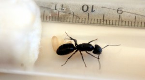 dessus, [Camponotus vagus] Gyne trouvée en démontant une cabane