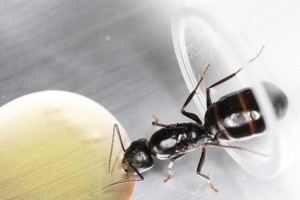 Forelia - profil droit, [Blog] Les Camponotus foreli eaubonnaises