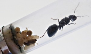 Des cocons, dont un bientôt prêt à éclore !! :D, [Blog] Camponotus vagus