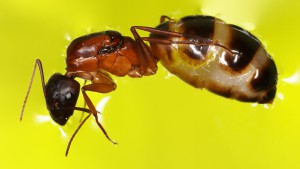 Et sa physogastrie qui fait peur ! O_o, [Blog] Les Camponotus pilicornis eaubonnaises