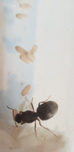 Lasius sp 26 juillet, [Lasius sp.] Gyne noire de Belgique, Lasius niger ?