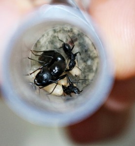 De belles petites fifilles !!, [Blog] Camponotus vagus