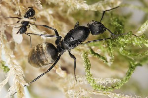 Gyne Camponotus chilensis, Mes colonies et expérimentations