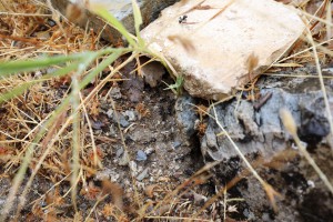 Nid de Messor barbarus, Les fourmis d'Andalousie (Espagne)