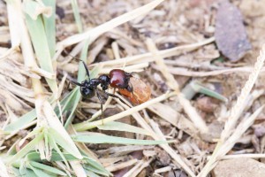 Major Messor barbarus en action 1, Les fourmis d'Andalousie (Espagne)